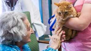 Доктор-звяр: от кои болести помага за комуникация с животни